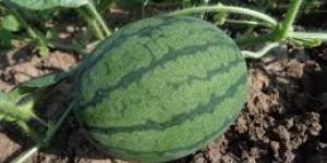 Hybrid Watermelon Seeds