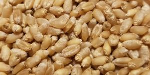Wheat Seeds