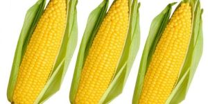 Yellow Corn