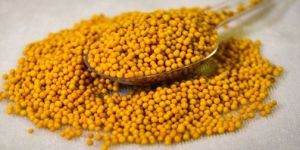 Yellow Mustard Seeds