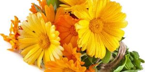 Calendula Oil