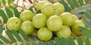 Fresh Amla