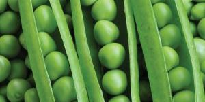 Fresh Green Peas