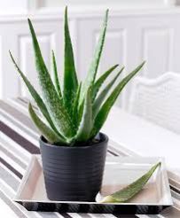 Aloe Vera Plant