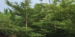 Terminalia Mantaly Tree