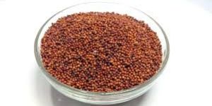 Ragi Seeds