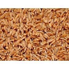 Bhalia Wheat