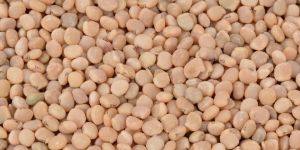 Guar/cluster bean/Cyamopsis tetragonoloba