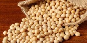 Soybean Seeds