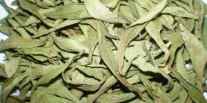 Stevia Leaves