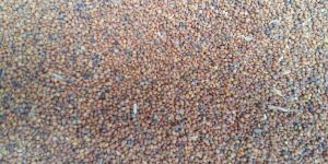 Taramira/Eruca sativa Seeds Oil