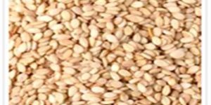Sesame Seed