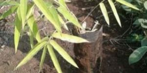 Bamboo Plant