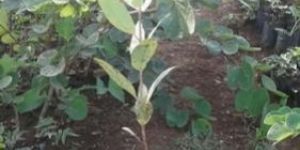 Nilgiri Plant