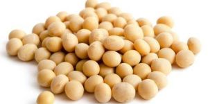 Soybean Seeds