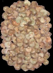 Raw Cashew Nuts