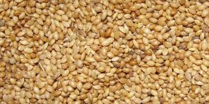 Foxtail Millet