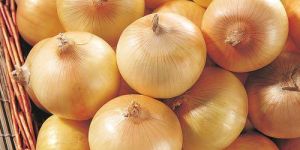 Fresh Yellow Onion