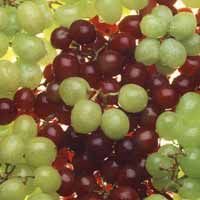 Fresh Grapes
