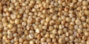 Jowar Seeds
