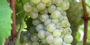 Grapes Plant