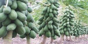 Green Papaya Plant