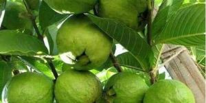 Guava Plant