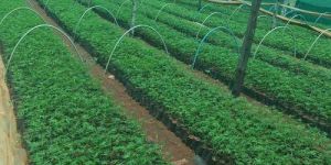 Malbar Neem Plant