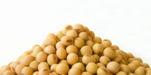 Soybean Seeds