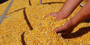 Corn Seeds