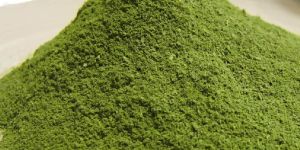 Moringa Leaves Powder