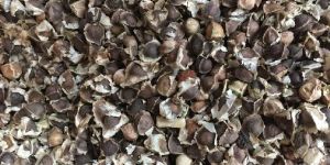 Moringa Seeds
