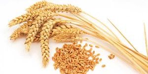 Wheat