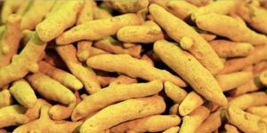 TURMERIC FINGERS AND BULB