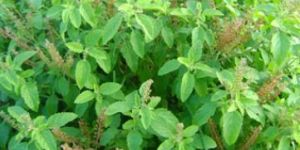Tulsi Leaf