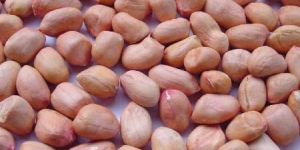 Groundnut