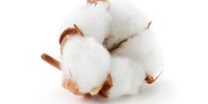 Raw Cotton