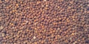 White Sandalwood Seed