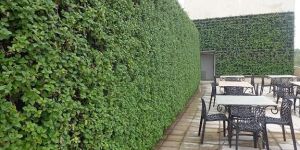 Vertical Garden Landscaping Services