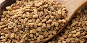 Fenugreek