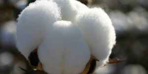 Cotton