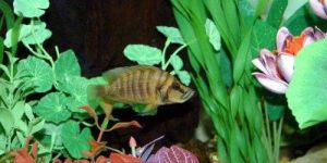 Compressed Cichlid Fish