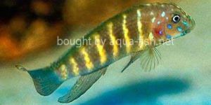 Tanganyika Clown Fish