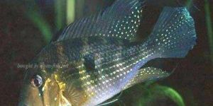Thread-finned cichlid Fish