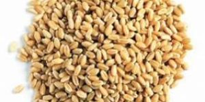 Wheat Seeds