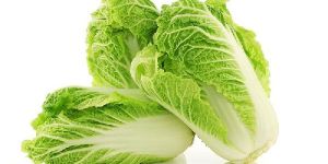 Chinese Cabbage
