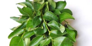 Curry Leaves