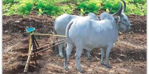 Seed Drill the Agriculture Equipment