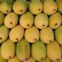 RIPE KESAR MANGOES