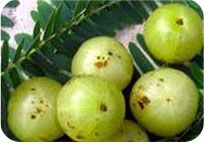 Fruit Plants Amla Grafted